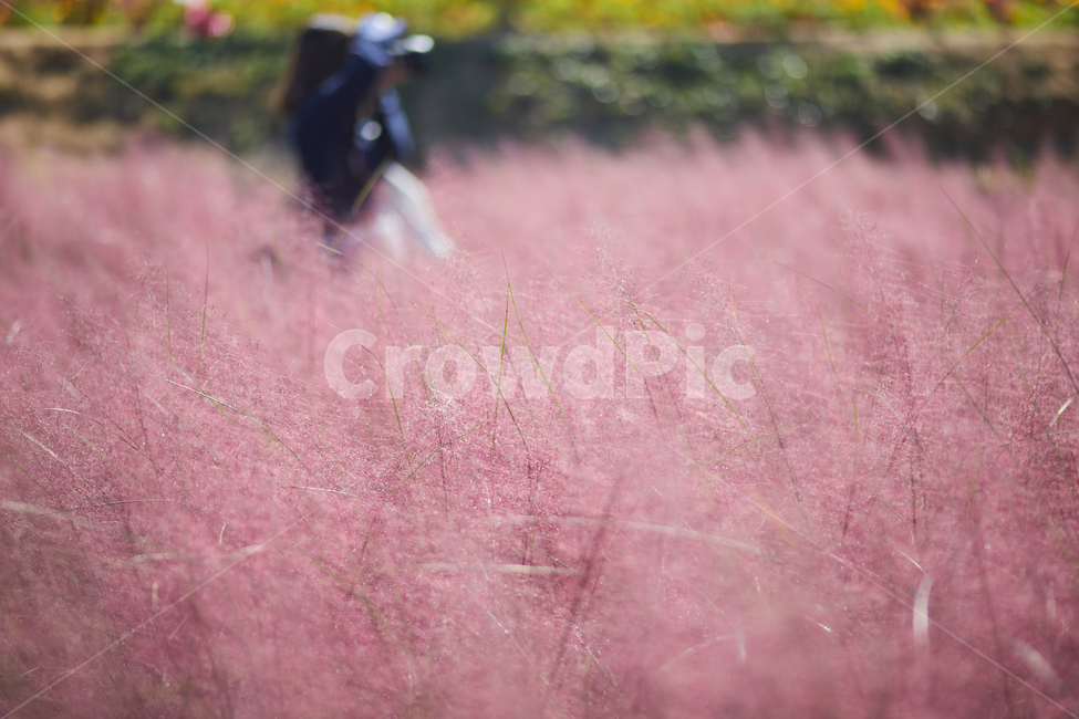 핑크뮬리,꽃,사람,person,인간,human,분홍,핑크,가을,가을,계절,fall,autumn,season,식물,자연,plants,nature,꽃,flower