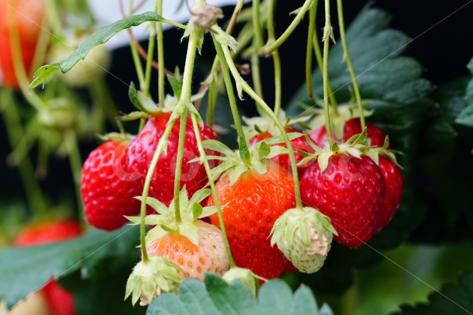딸기,과일,열매,식물,자연,빨강,fruit,strawberry,nature,red,식물성,과실,농장,농작물,농산물,빨간,빨강색,빨간색,맛있는,맛있다,싱싱한,싱싱한다,수확,재배,과수원,음식,식재료,요리,food,cook,meal,dishes,food reserves,과일,열매,fruit,채소,야채,vegetables