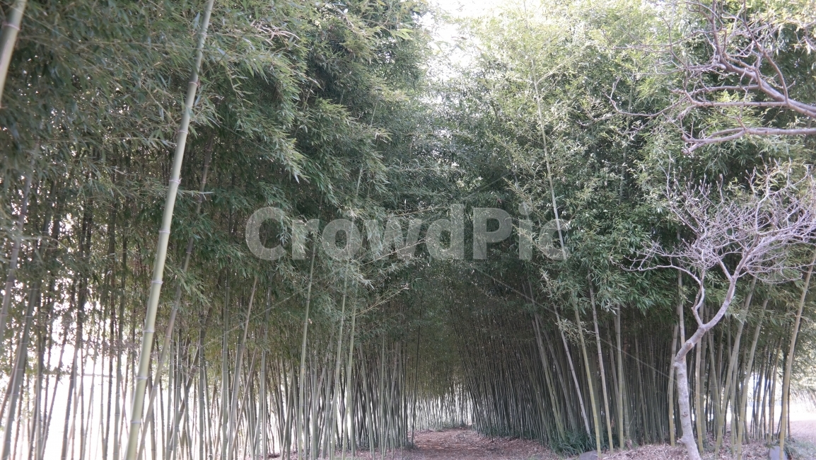 숲속,대나무숲,자연,힐링,나무,자연,풍경,nature,landscape,plant,식물