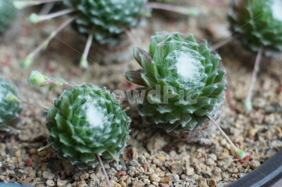 선인장,화초,가시,화분,녹색,식물,자연,plants,nature,실내용화초,화분,화초,house plant