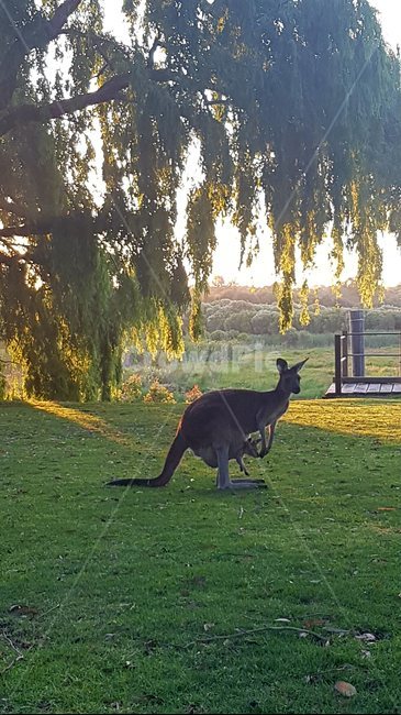 동물,귀여움,캥거루,야생동물,야생,아기캥거루,엄마캥거루,공원,버드나무