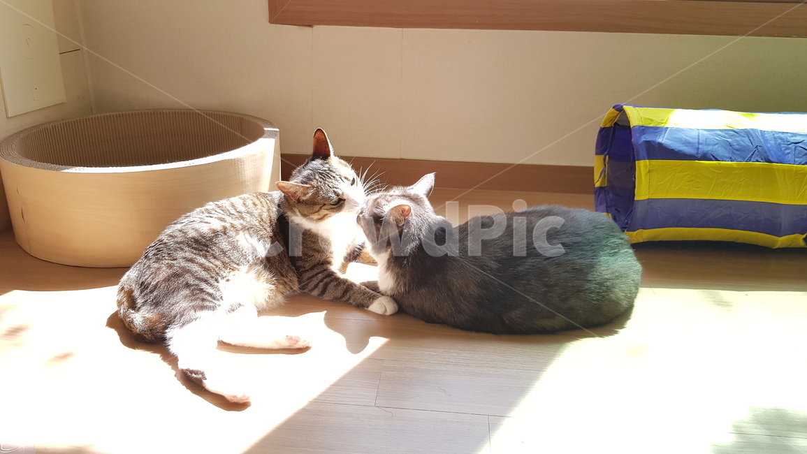 집고양이,고양이,cat,코숏,햇빛,그루밍