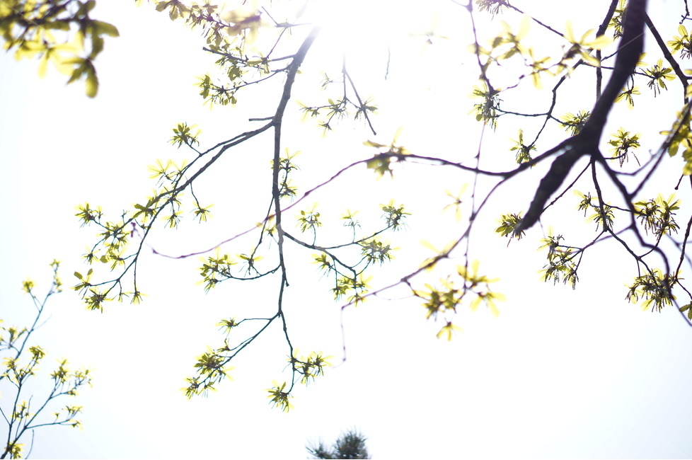 봄,나무,잎,하늘,풍경,연두,봄,계절,spring,season,식물,자연,plants,nature,plant