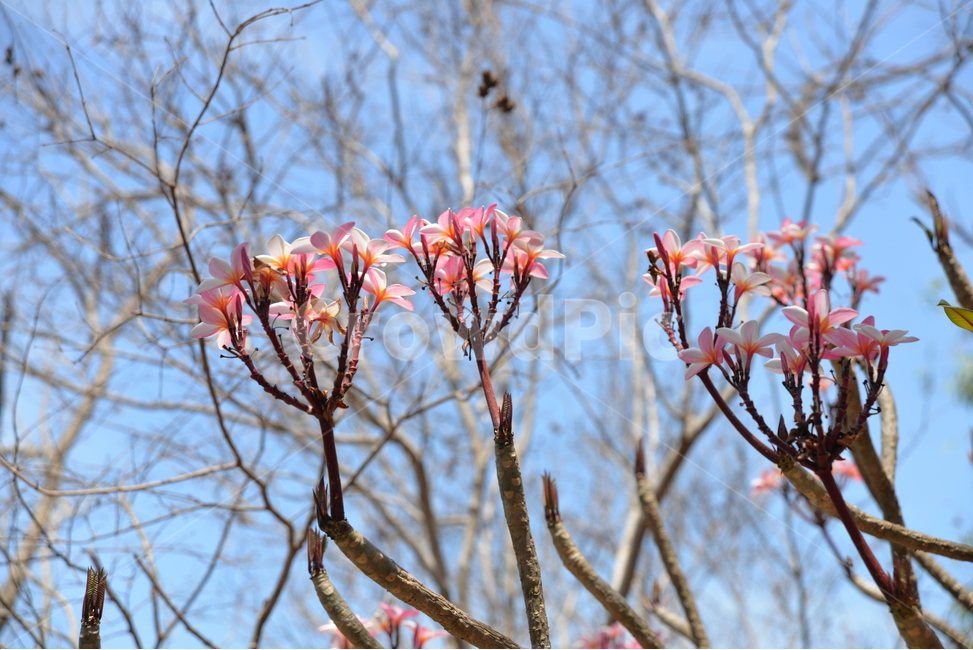 자연,nature,풍경,나무,tree,식물,자연,plants,nature,꽃,flower