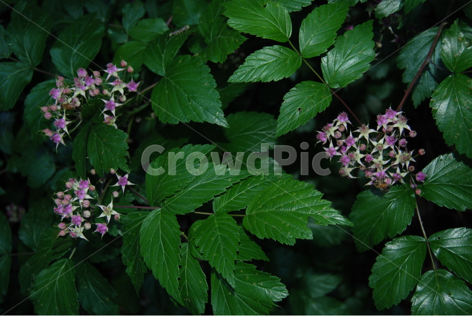 축령산,자연,봄,등산로,들꽃,식물,자연,plants,nature,꽃,flower