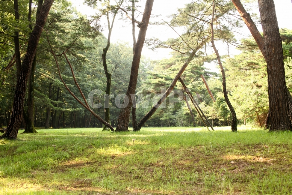 풍경,숲속,힐링,여름,산책,자연,풍경,nature,landscape,식물,plants,나무,trees,wood,휴식,힐링,rest,relaxation,healing,grass,잔디,plant,tree,tree trunk,나무 줄기
