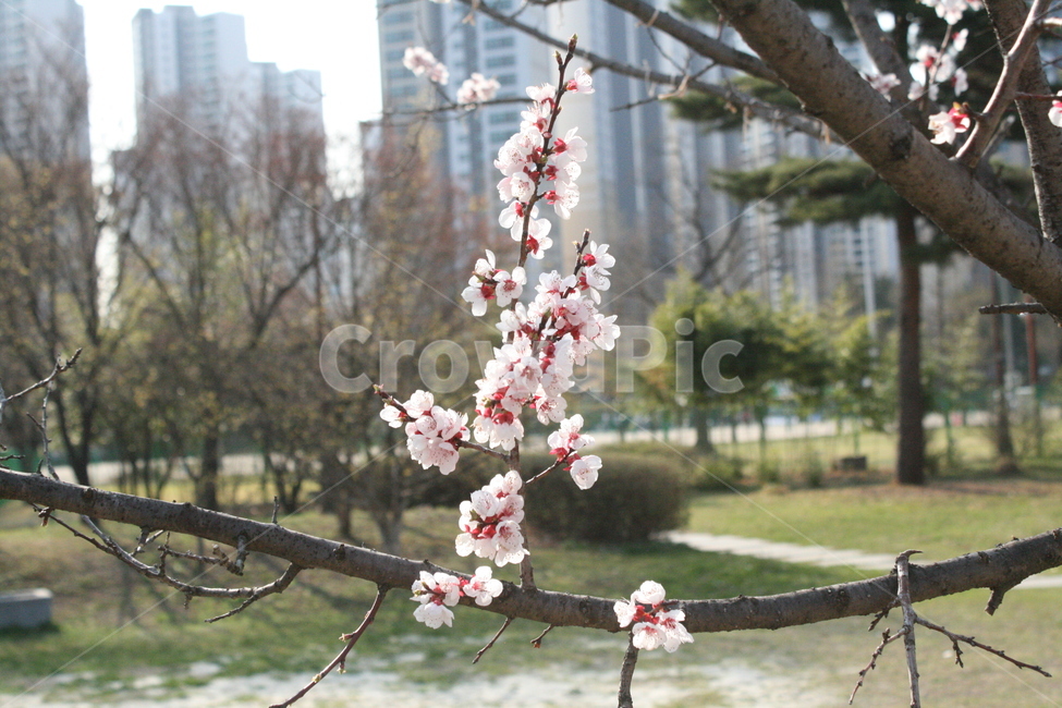 벚꽃,꽃,자연,나무,봄,봄,계절,spring,season,식물,자연,plants,nature,꽃,flower,plant