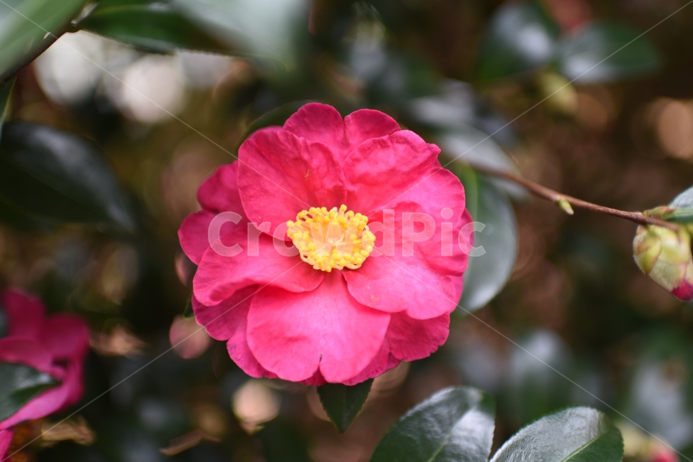 꽃,동백꽃,동백,빨간꽃,제주동백,감성,배경,식물,자연,plants,nature,꽃,flower