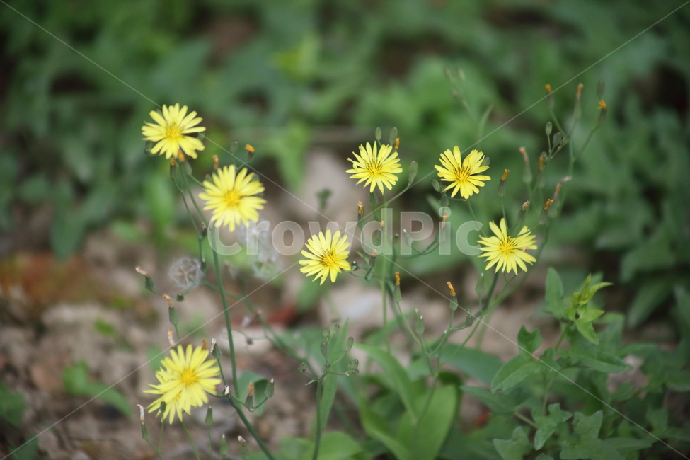 고들빼기,꽃,봄,약용식물,youngiasonchifolia,식물,자연,plants,nature