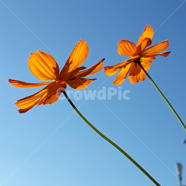 꽃,코스모스,황화코스모스,자연,식물,힐링,감성,가을,계절,fall,autumn,season,식물,자연,plants,nature,꽃,flower,plant