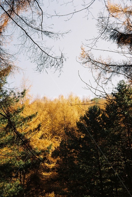 자연,감성,아날로그,가을,은행나무,은행,분위기,숲,가을,계절,fall,autumn,season,자연,풍경,nature,landscape,감성,sensible,feeling,tree,나무,plant,식물,conifer,구과 식물,larch,낙엽송