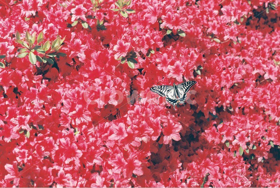 필름사진,봄,꽃,호랑나비,나비,진달래,봄,계절,spring,season,식물,자연,plants,nature,꽃,flower,동물,animal,곤충,벌레,insect,bug,plant,leaf,잎