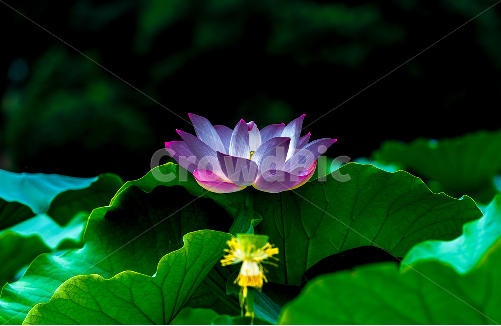 연꽃,문양,무늬,연잎,연,자연,식물,자연,plants,nature,꽃,flower