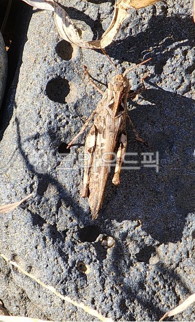 rock,cricketinsect,insect,cricket insect