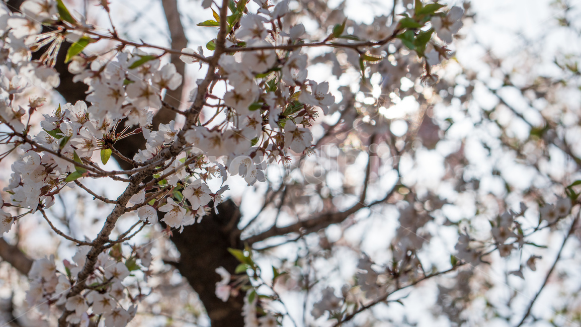벚꽃,봄꽃,꽃,계절,spring,season,cherrymlossoms,꽃축제,파란하늘,푸른하늘,자연,가로수,벚꽃축제,연분홍색,핑크색,바탕,공원,flower,nature,garden,beautiful,예쁜,봄,나무,수수한
