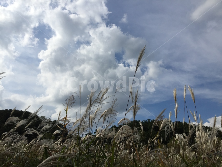 자연,하늘,억새,nature,silvergrass,가을,계절,fall,autumn,season,자연,풍경,nature,landscape,grass,잔디,plant,식물