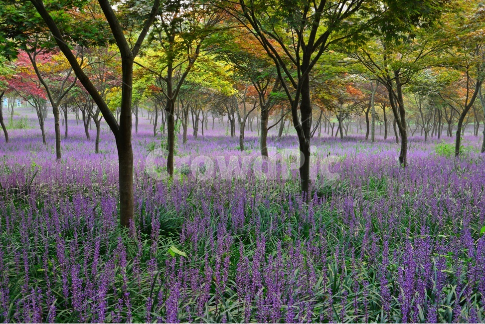 flower,blossom,꽃,tree,나무,plant,식물,forest,숲,nature,자연,woodland,삼림지,vegetation,초목,outdoors,옥외,화순,만연산,산림공원