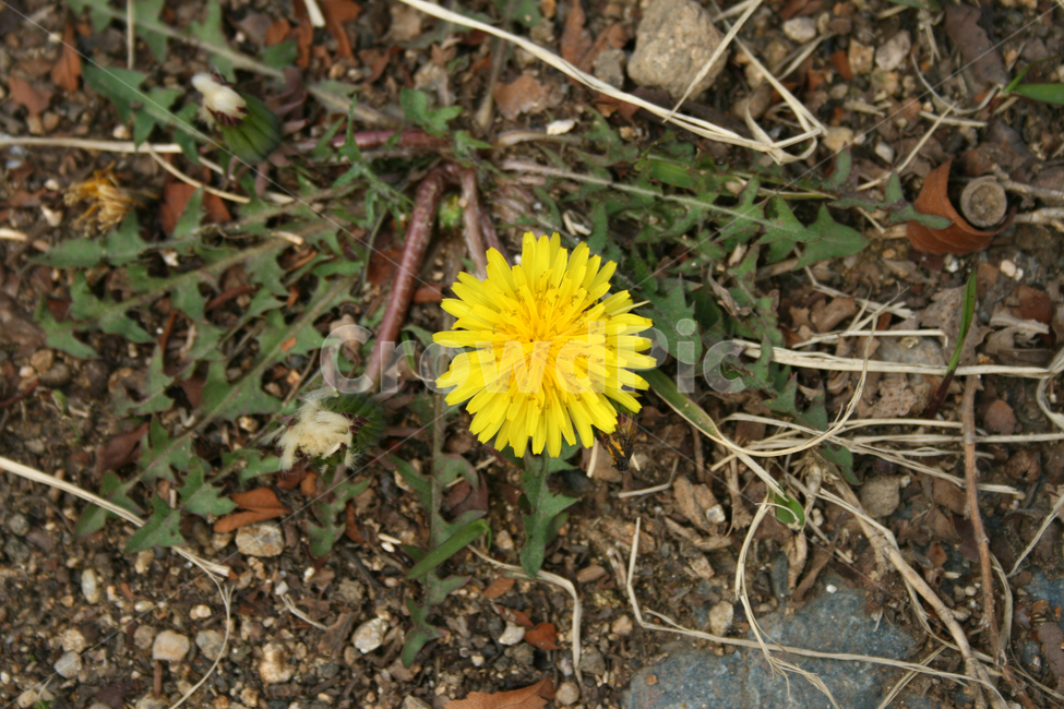 민들레,봄,봄날,감성,spring,flower,풍경,식물,꽃,노란색,봄,계절,spring,season,식물,자연,plants,nature,꽃,flower,plant