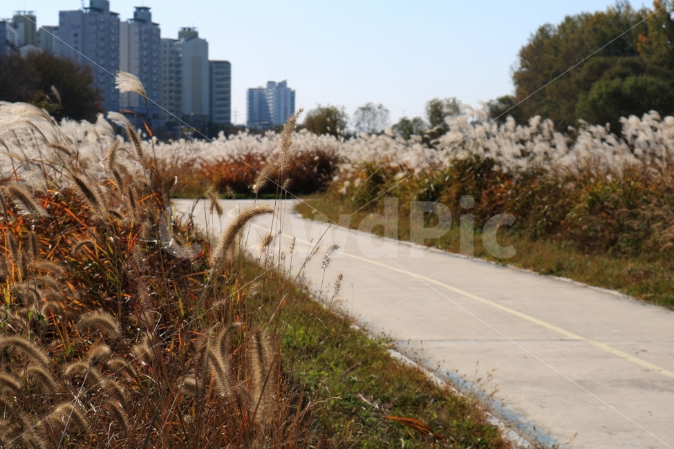 갈대,갈대밭,산책,여행,길,풍경,식물,아름다운,나풀나풀,바람,산책로,하늘,풀,강아지풀,가을,계절,fall,autumn,season,도시,풍경,city,landscape,한국도시풍경,한국도시경관,korea cityscape