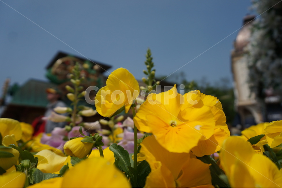 자연,꽃,꽃잎,white,flower,노란꽃,식물,자연,plants,nature,꽃,flower