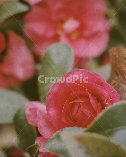 동백꽃,꽃,온실,flower,정원,자연,접사,식물,식물,자연,plants,nature,꽃,flower,감성,sensible,feeling