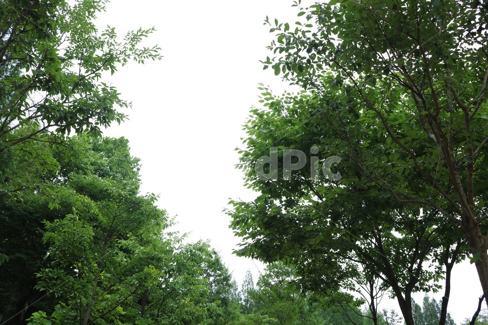 하늘,자연,나무,식물,초록,sky,nature,tree,plants,green,sora,ki,shokubutsu,midori,자연,풍경,nature,landscape,식물,plants,나무,trees,wood,plant