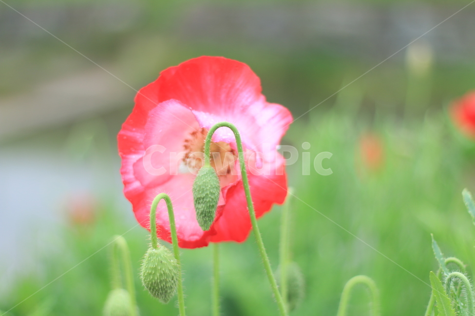 여름,시작,양귀비,위로,꽃,식물,자연,plants,nature,꽃,flower