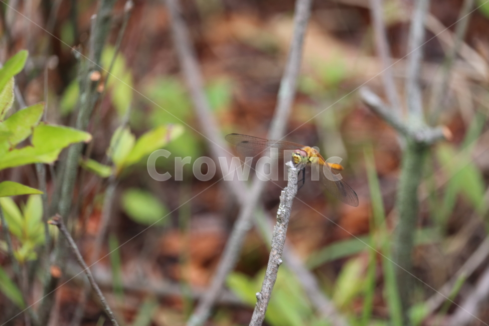 잠자리,아웃포커싱,자연,풀,날개,곤충,벌레,insect,bug