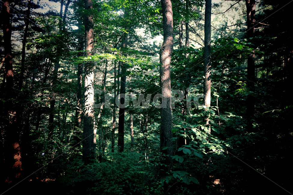 자연,풍경,숲,나무,산,초록색,휴양,감성,분위기,힐링,햇빛,자연,풍경,nature,landscape,휴식,힐링,rest,relaxation,healing,tree,plant,식물,vegetation,초목,tree trunk,나무 줄기