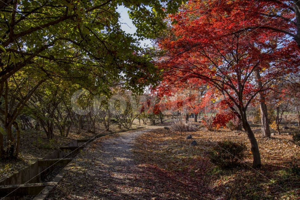 단풍,나무,숲,길,낙엽,햇살,그늘,가을,계절,fall,autumn,season,자연,풍경,nature,landscape,식물,plants,나무,trees,wood,plant,leaf,잎,tree
