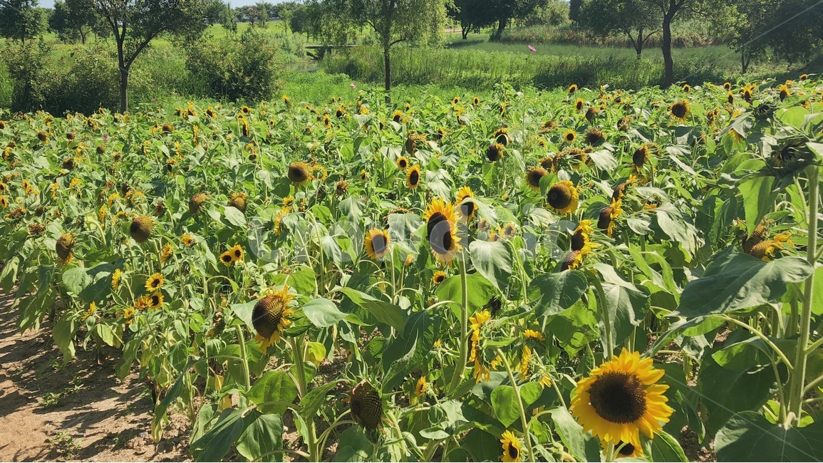 해바라기,자연,노랑,초록,그린,꽃,식물,풍경,식물,자연,plants,nature,꽃,flower
