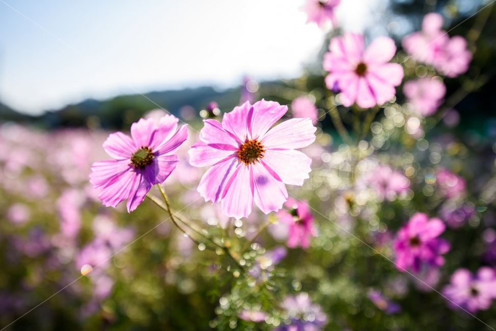 꽃,가을,코스모스,감성,풍경,가을,계절,fall,autumn,season,식물,자연,plants,nature,꽃,flower,휴식,힐링,rest,relaxation,healing,감성,sensible,feeling,plant