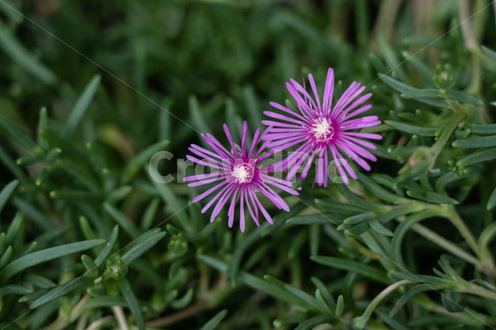 꽃,flower,식물,botanical,nature