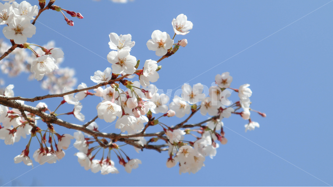 벚꽃,사쿠라,봄꽃,봄,spring,blossom,식물,plant,꽃,flower,자연,하늘,sky,skyblue,nature,cherryblossom,감성,feeling,season,공원,park