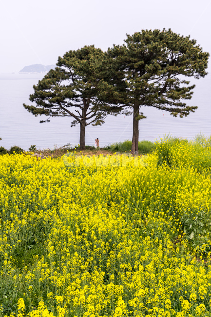 plant,식물,human,인간,person,사람,유채꽃,rapeblossom,rapeflower,spring,yellow,봄,노랑색,couple,커플,봄,계절,spring,season