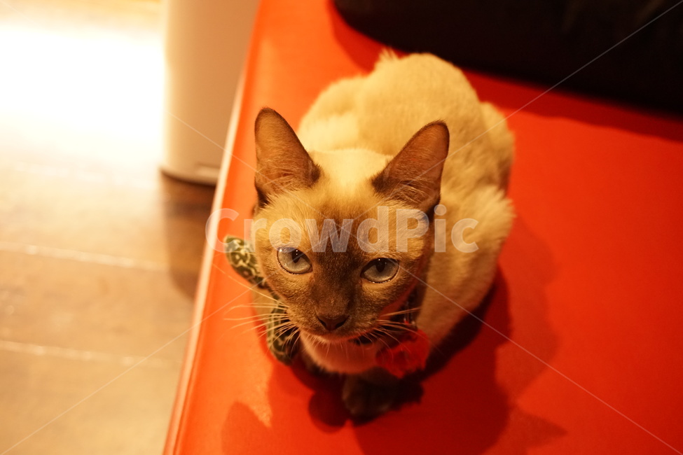 고양이,고양이카페,일본고양이,샴고양이,일본고양이카페
