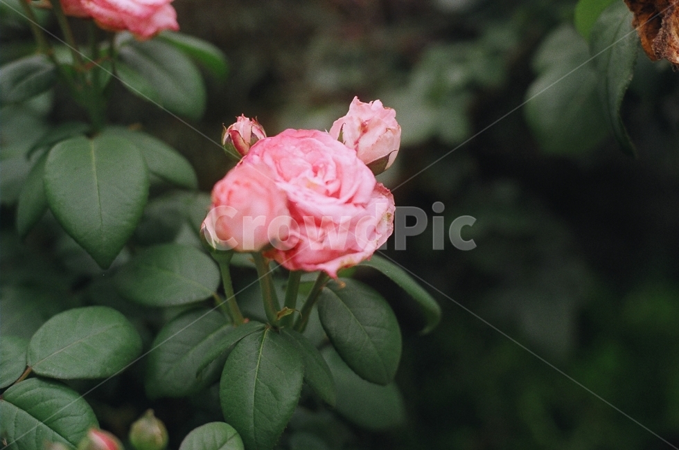꽃,장미,분홍장미,자연,필름,필름카메라,필름사진,flower,rose,pinkrose,식물,자연,plants,nature,꽃,flower,감성,sensible,feeling