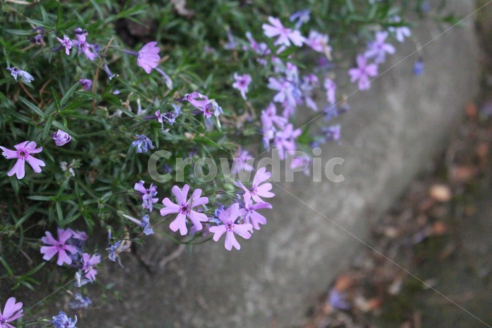 꽃,만개,활짝핀꽃,아름다움,한송이,식물,자연,plants,nature,꽃,flower