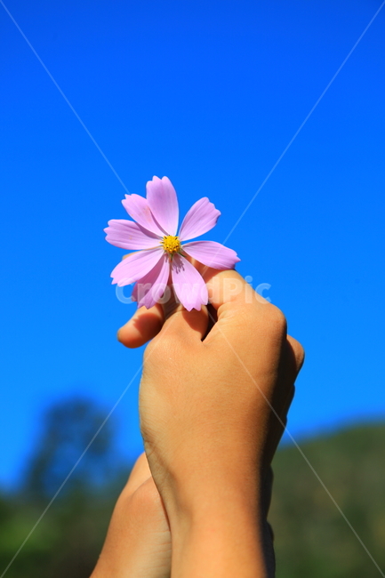 가을,하늘,파란하늘,코스모스,꽃,가을하늘,가을꽃,배경,가을,계절,fall,autumn,season,식물,자연,plants,nature,꽃,flower,사람,인물,인간,human,person,신체일부,몸,body,plant