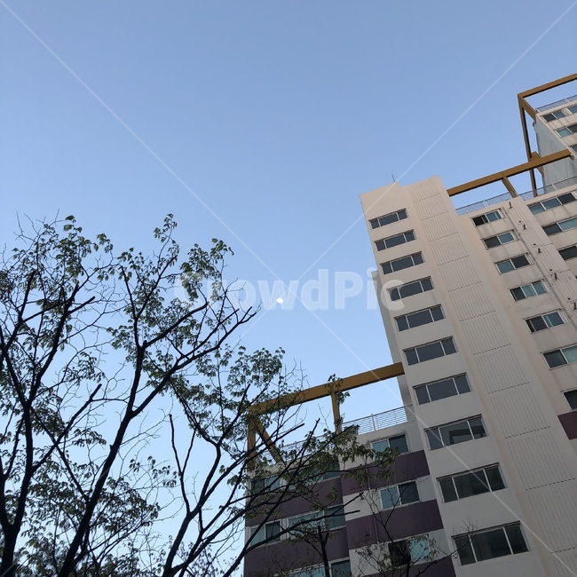달,하늘,나무,배경,경치,풍경,자연