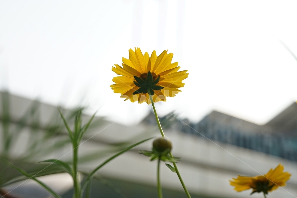 금계국,큰금계국,coreopsis,노랑,따뜻함,yellow,nature,flower,bloom,warm,여러해살이풀,gardening,관상용,beautiful,plant,식물,자연,plants,nature,꽃,flower