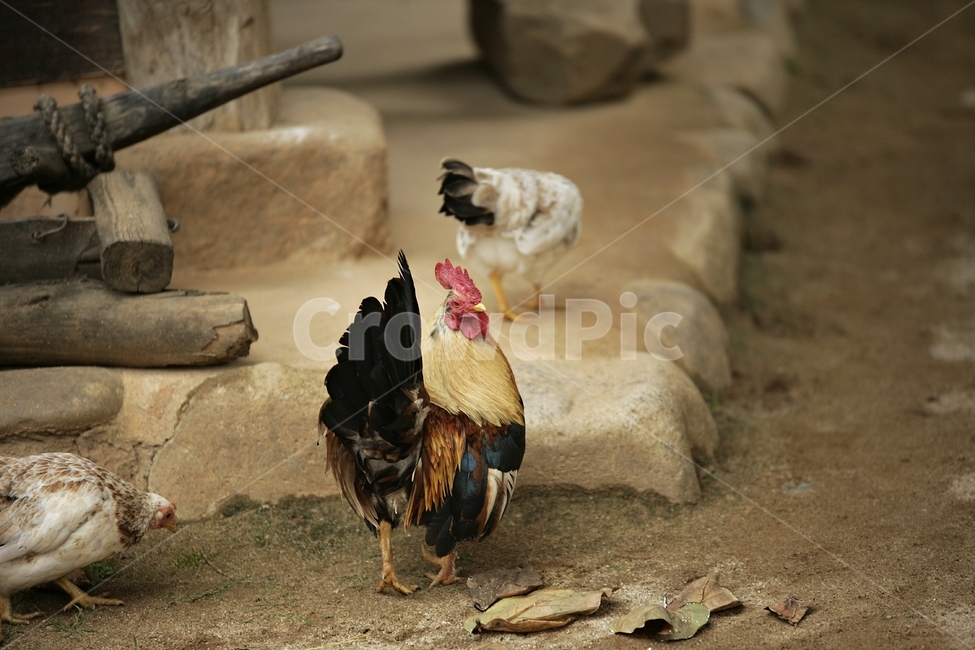 장닭,수탉,시골농가,암탉,닭,한국전통,한국문화,korean traditional,korean culture,동물,animal,조류,새,birds