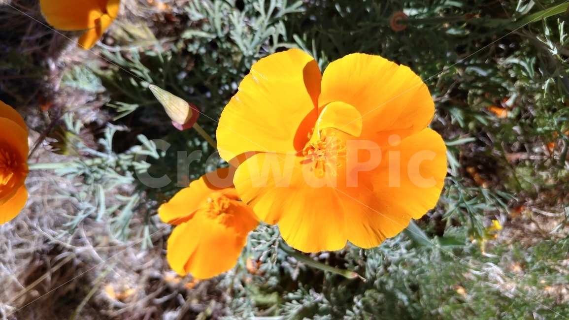 미국,남가주,안텔롭벨리,야생화,꽃,주홍꽃,금영화,봄꽃,켈리포니아,wildflower,springflower,CaliforniaPoppy,AntelopeValley,southernCalifornia,식물,자연,plants,nature,꽃,flower