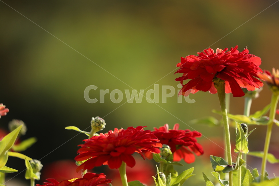 아름답다,꽃,빨강,행복,멋지다,식물,자연,plants,nature,꽃,flower