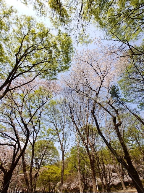힐링,풍경,편안함,숲속나무,피톤치드,숲속