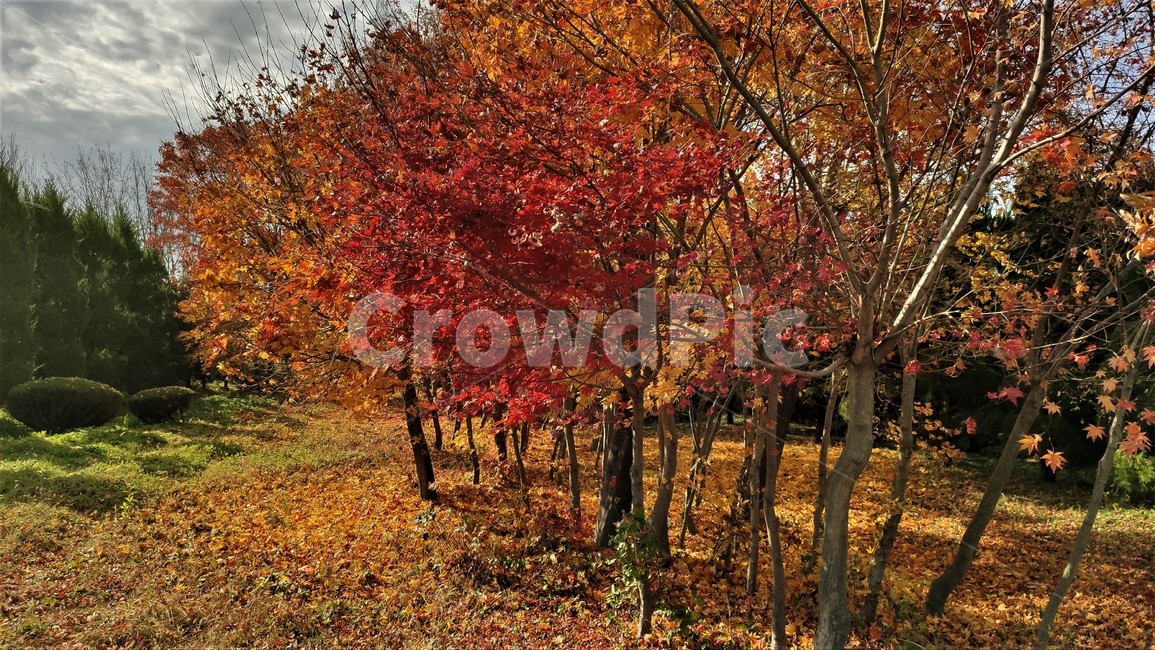 가을,엽록소,mapie,나무,식물,잎,단풍,tree,plant,leaf,가을,계절,fall,autumn,season,식물,자연,plants,nature,나무,trees,wood