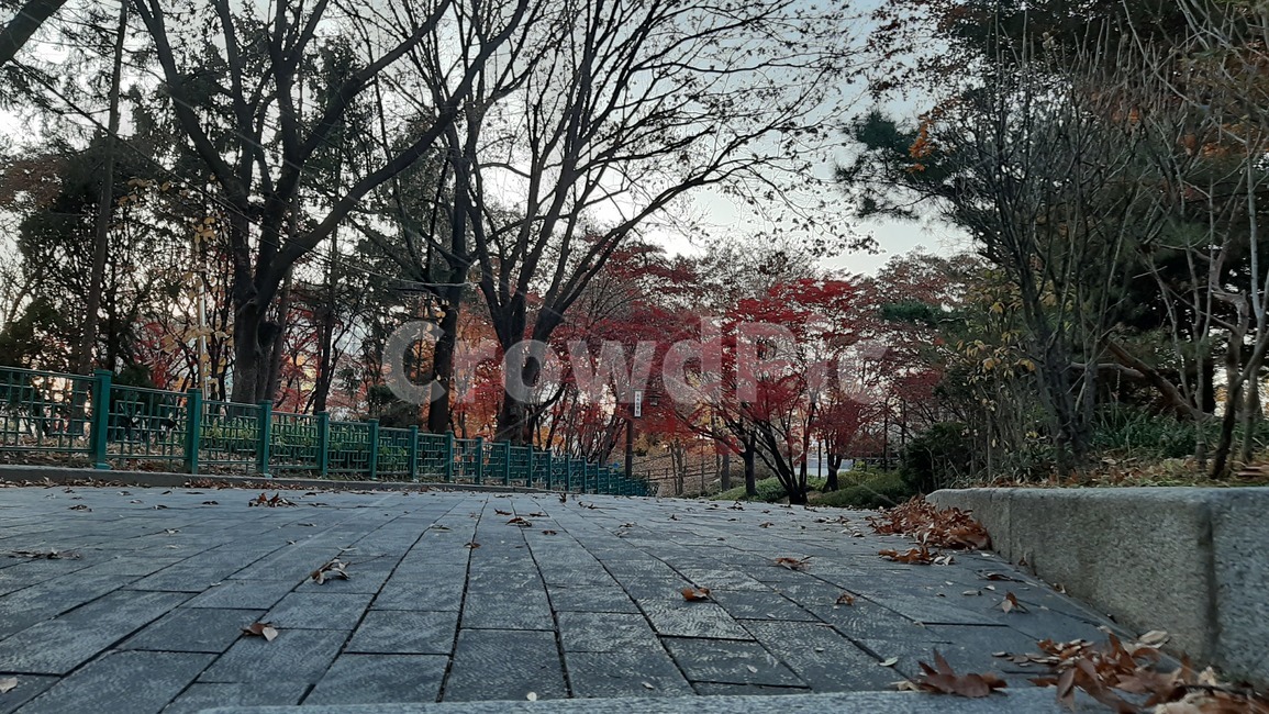 가을풍경,공원,walkway,tree,나무,통로,식물,pavement,plant