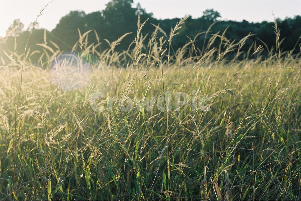 가을,들꽃,들풀,산책,들판,식물,자연,plants,nature,flower,가을들판,season,가을,계절,fall,autumn,season,자연,풍경,nature,landscape,식물,plants,감성,sensible,feeling,grass,잔디,plant,lawn