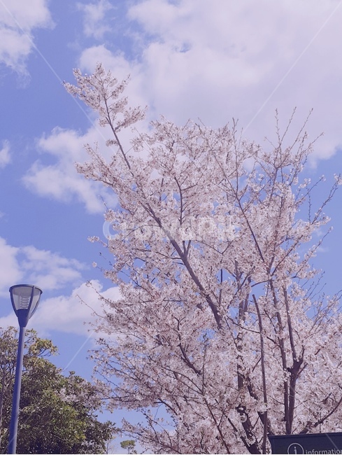 벚꽃,봄,벚꽃나무,분홍색나무,살랑살랑,봄,계절,spring,season