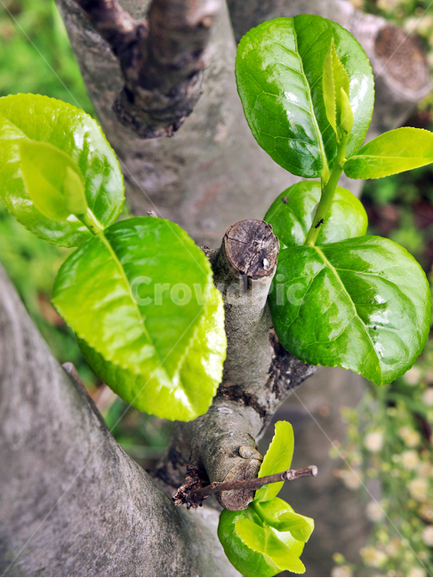 새싹,잎,잎새,식물,연두색,계절,싹,식물,자연,plants,nature
